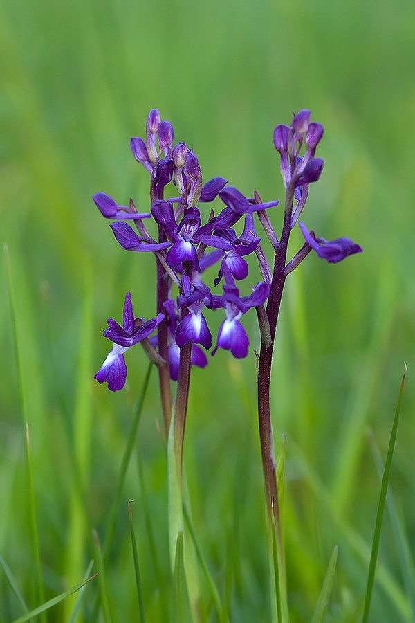 da deterninare 2  (Anacamptis laxiflora)